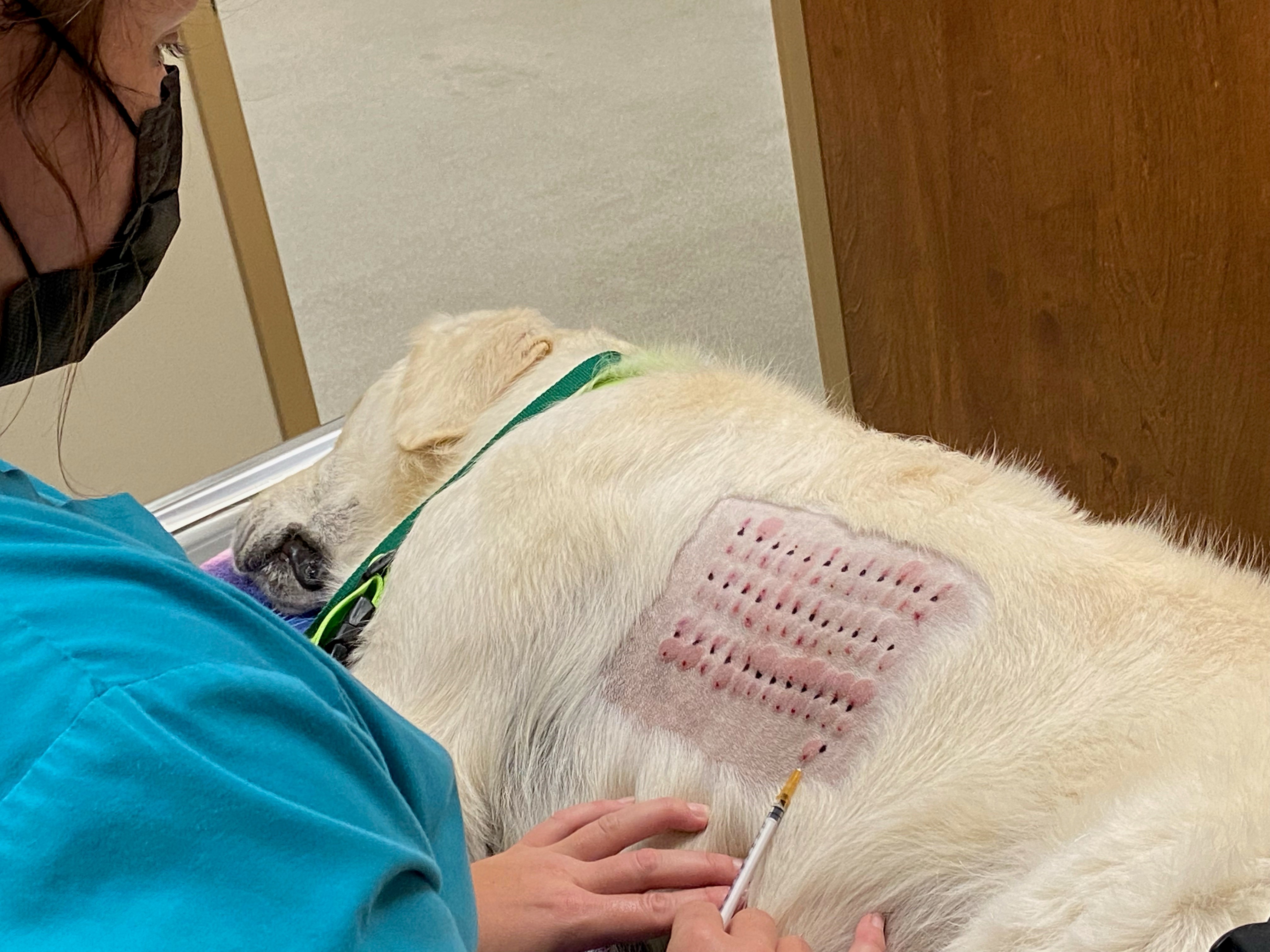 Allergy shots for sales dogs